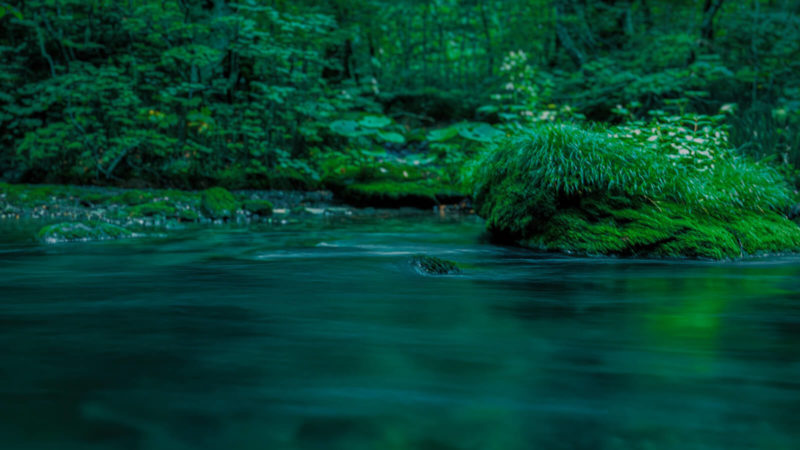 水面に映る濃い緑の森